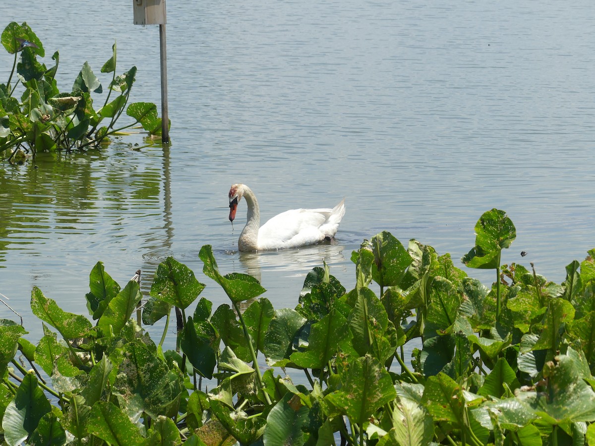 Mute Swan - ML620624630