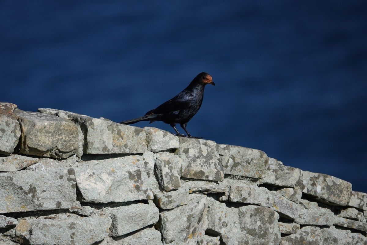 Red-winged Starling - ML620624632