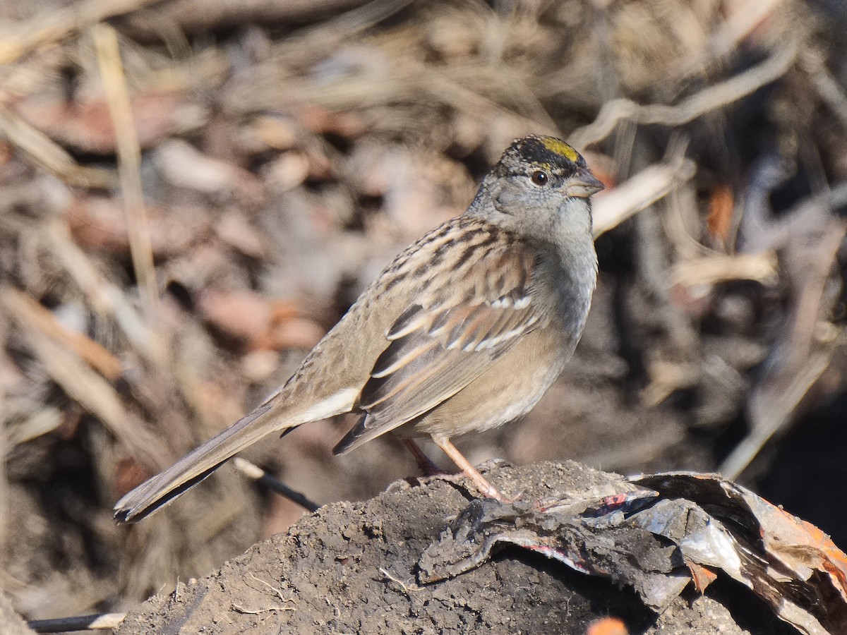 Golden-crowned Sparrow - ML620624633