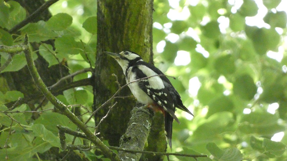 Great Spotted Woodpecker - ML620624634