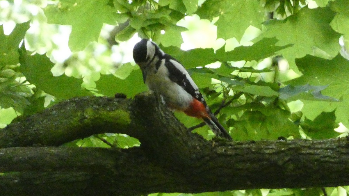 Great Spotted Woodpecker - ML620624635