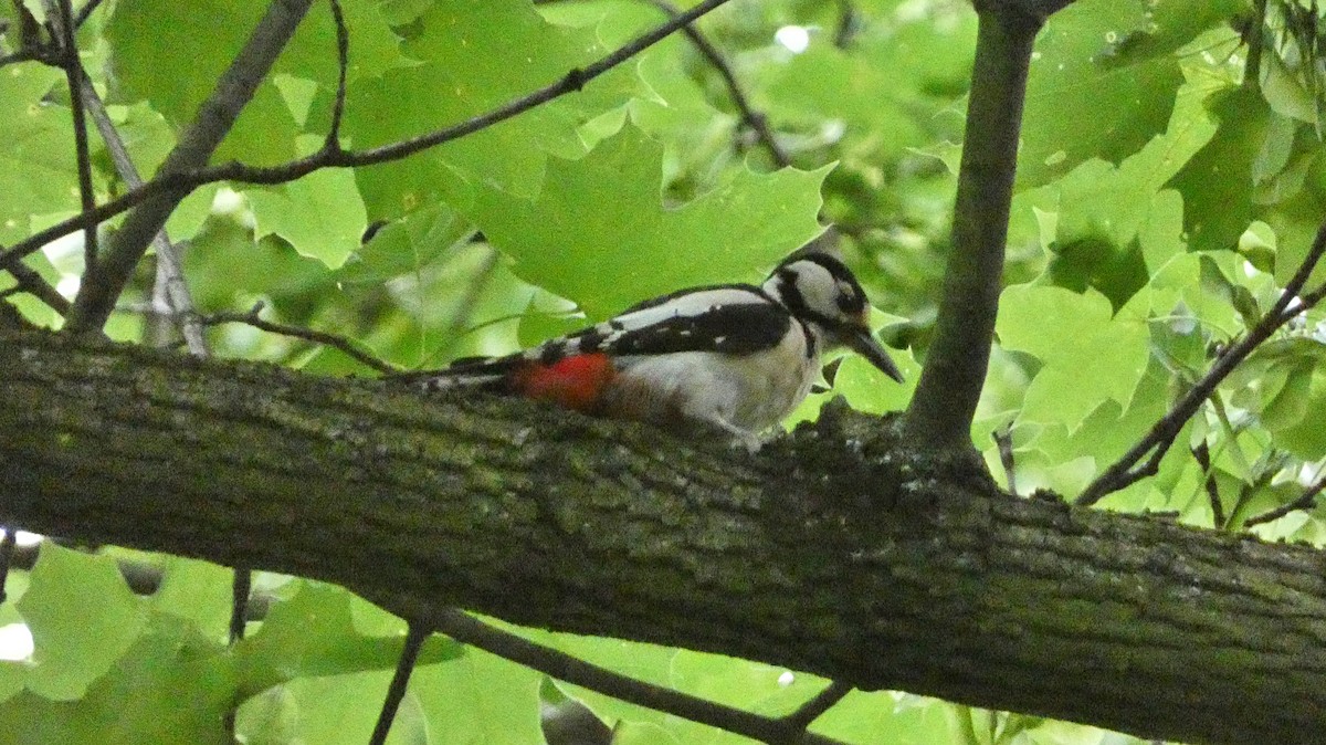 Great Spotted Woodpecker - ML620624636
