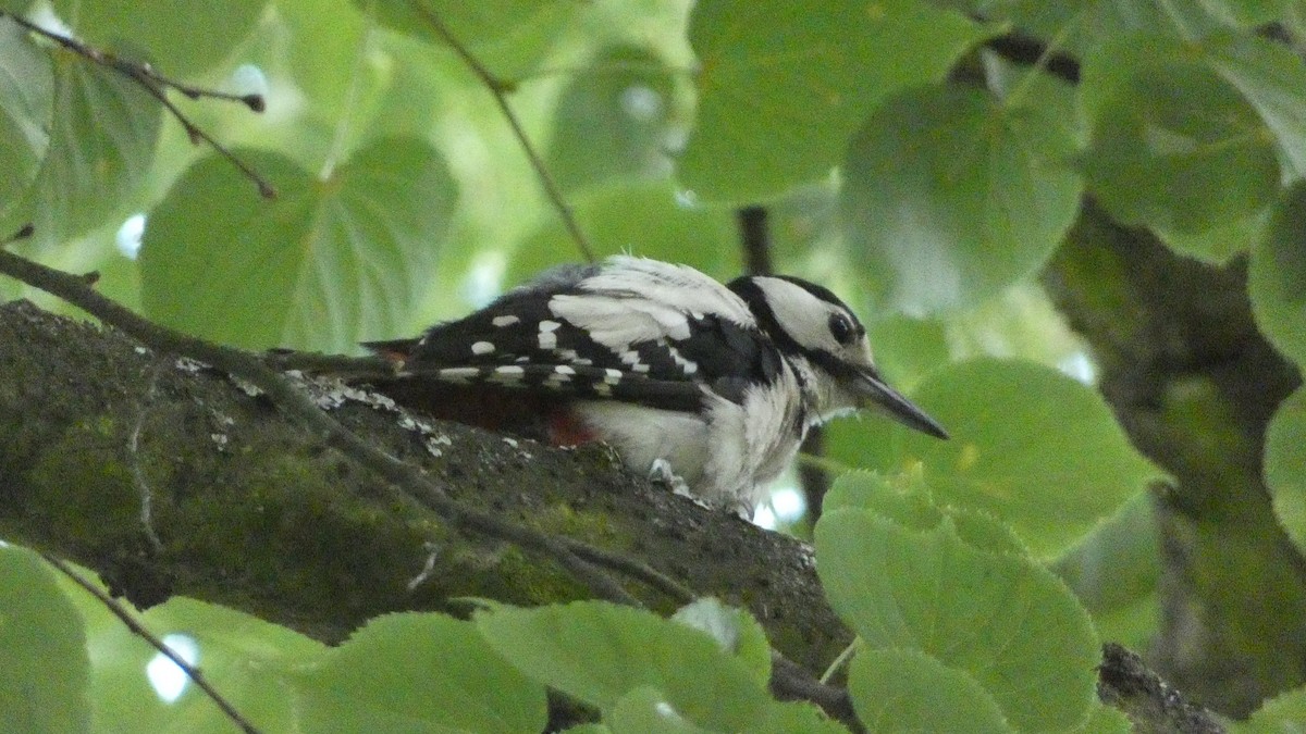 Great Spotted Woodpecker - ML620624637