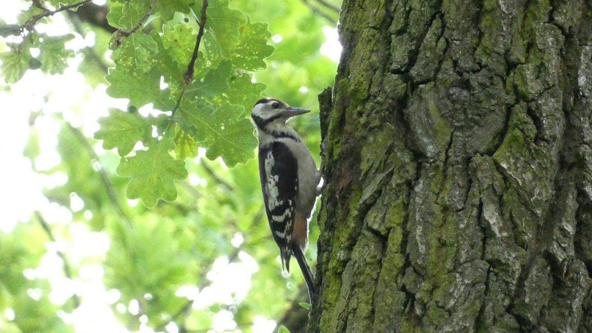 Great Spotted Woodpecker - ML620624638