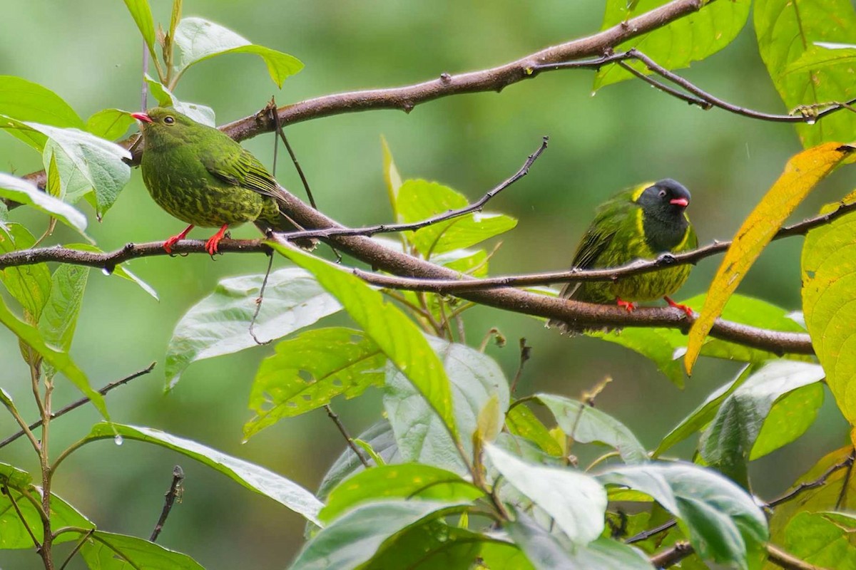 Green-and-black Fruiteater - David Weaver