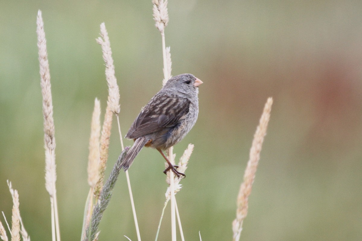 Band-tailed Seedeater - ML620624641