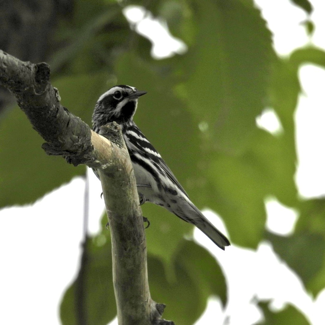 Black-and-white Warbler - ML620624645