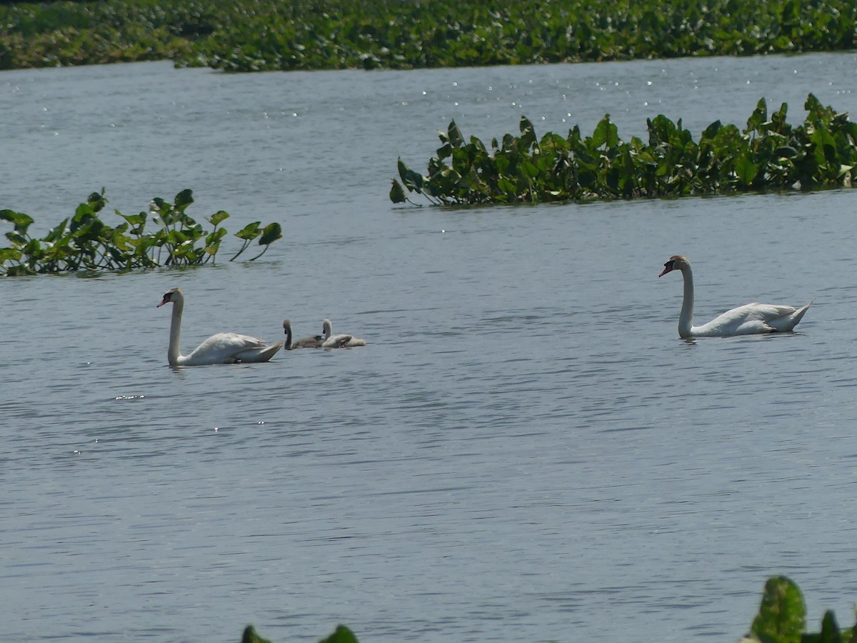 Mute Swan - ML620624648