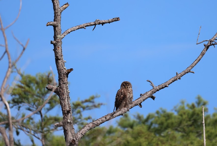 Barred Owl - ML620624649