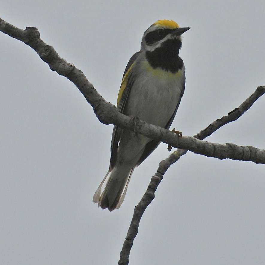 Golden-winged Warbler - ML620624650