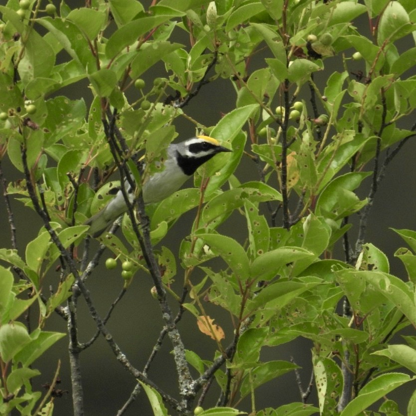 Golden-winged Warbler - ML620624651