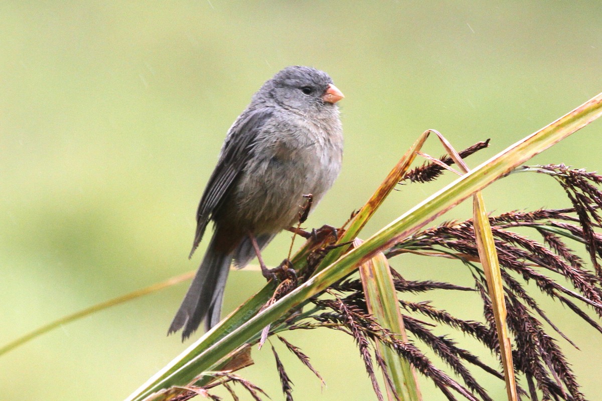 Plain-colored Seedeater - ML620624652