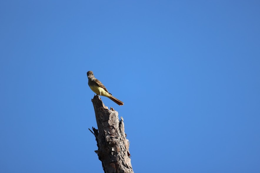 Great Crested Flycatcher - ML620624653