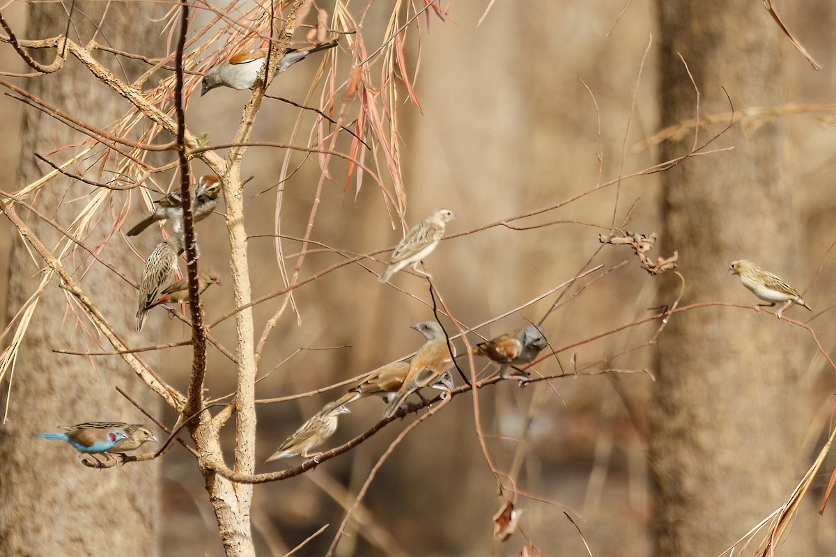 Chestnut-crowned Sparrow-Weaver - ML620624656