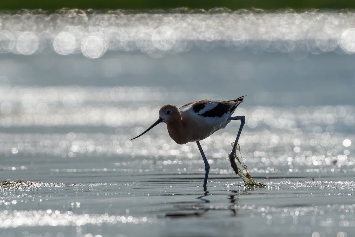 American Avocet - ML620624662