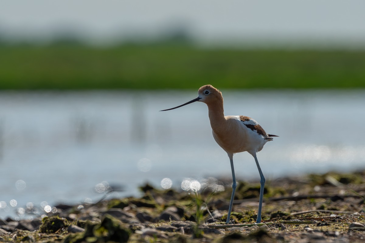 Avocette d'Amérique - ML620624666