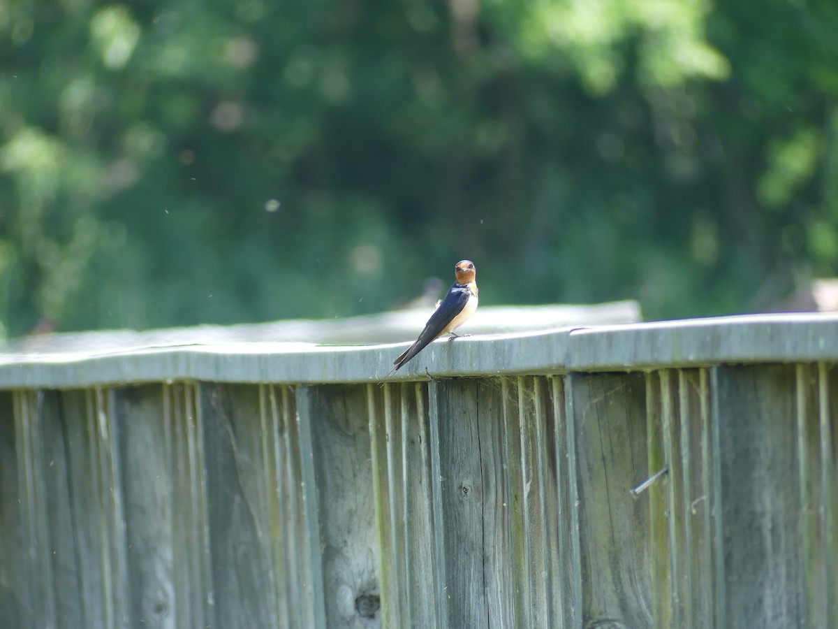 Barn Swallow - ML620624668