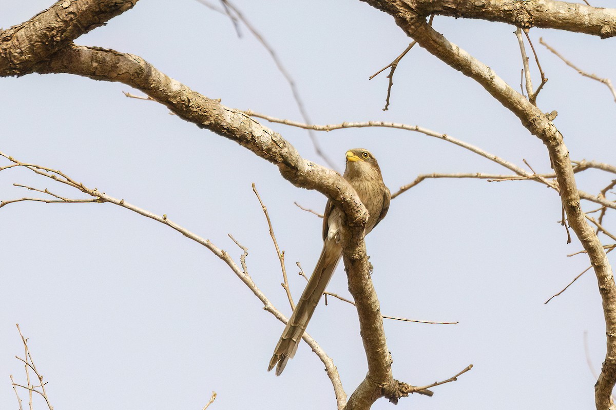 Yellow-billed Shrike - Jeanne Verhulst