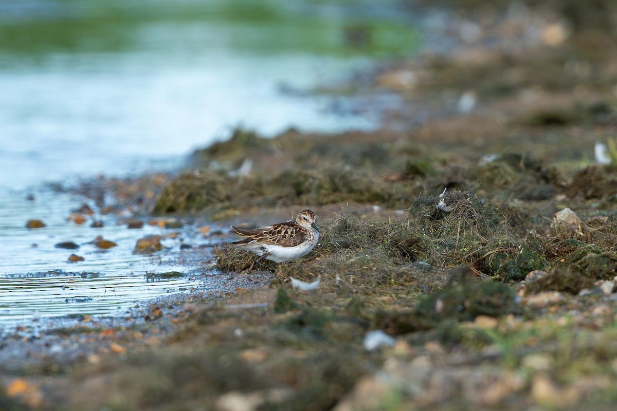 Semipalmated Sandpiper - ML620624670