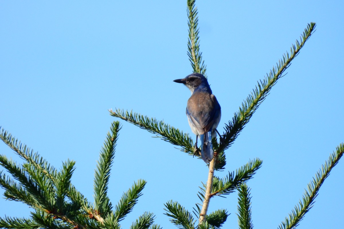 California Scrub-Jay - ML620624671