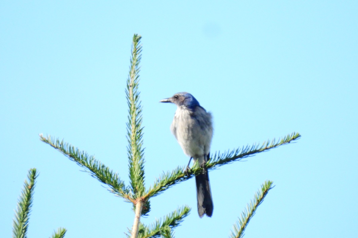 California Scrub-Jay - ML620624672