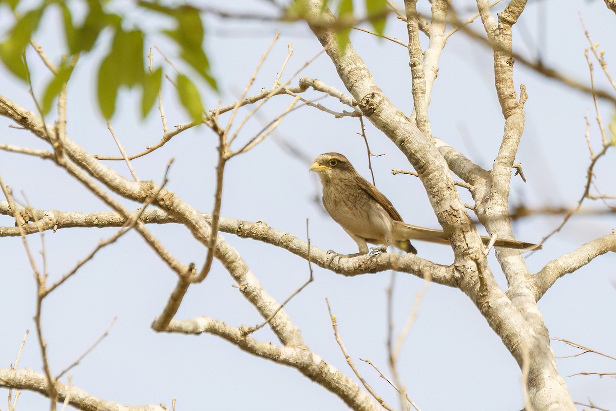 Yellow-billed Shrike - ML620624675