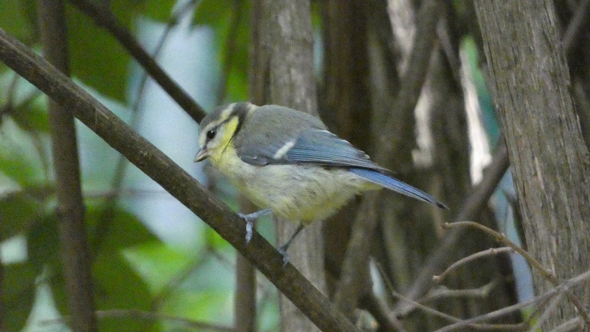 Eurasian Blue Tit - ML620624676