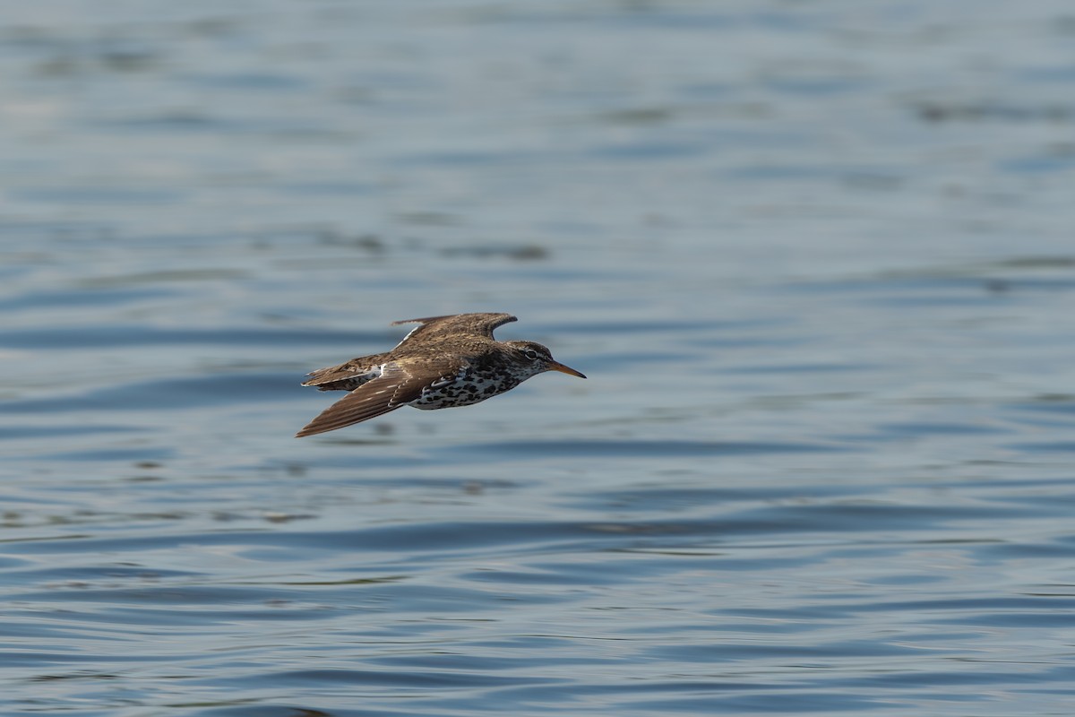 Spotted Sandpiper - ML620624677