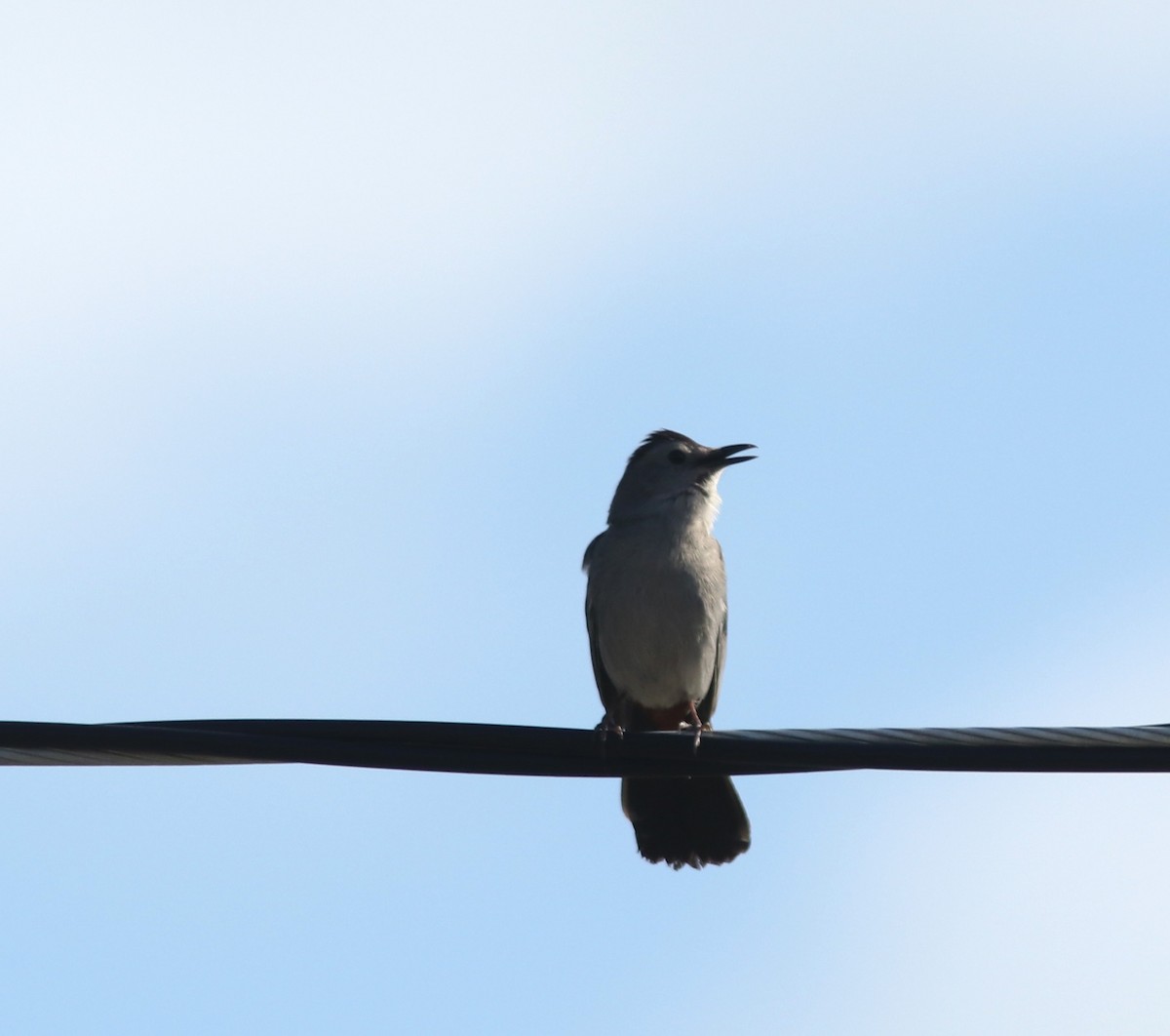 Pájaro Gato Gris - ML620624680