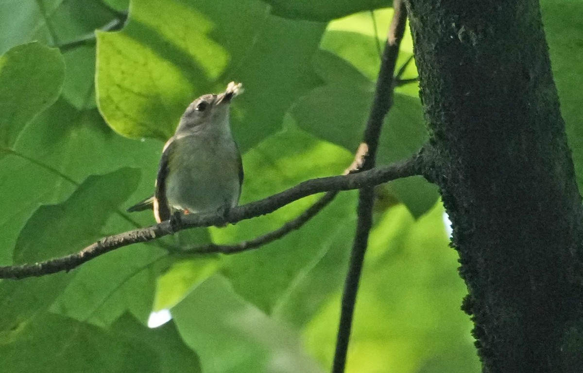 American Redstart - ML620624681