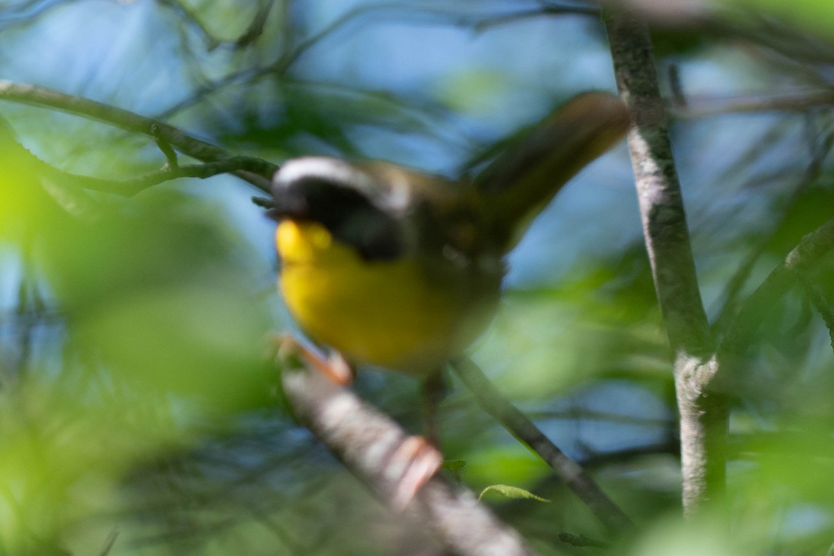 Common Yellowthroat - ML620624684