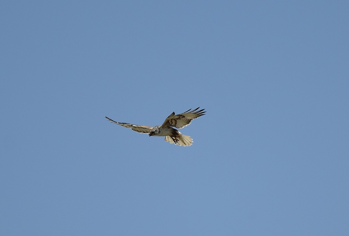 Ferruginous Hawk - ML620624687