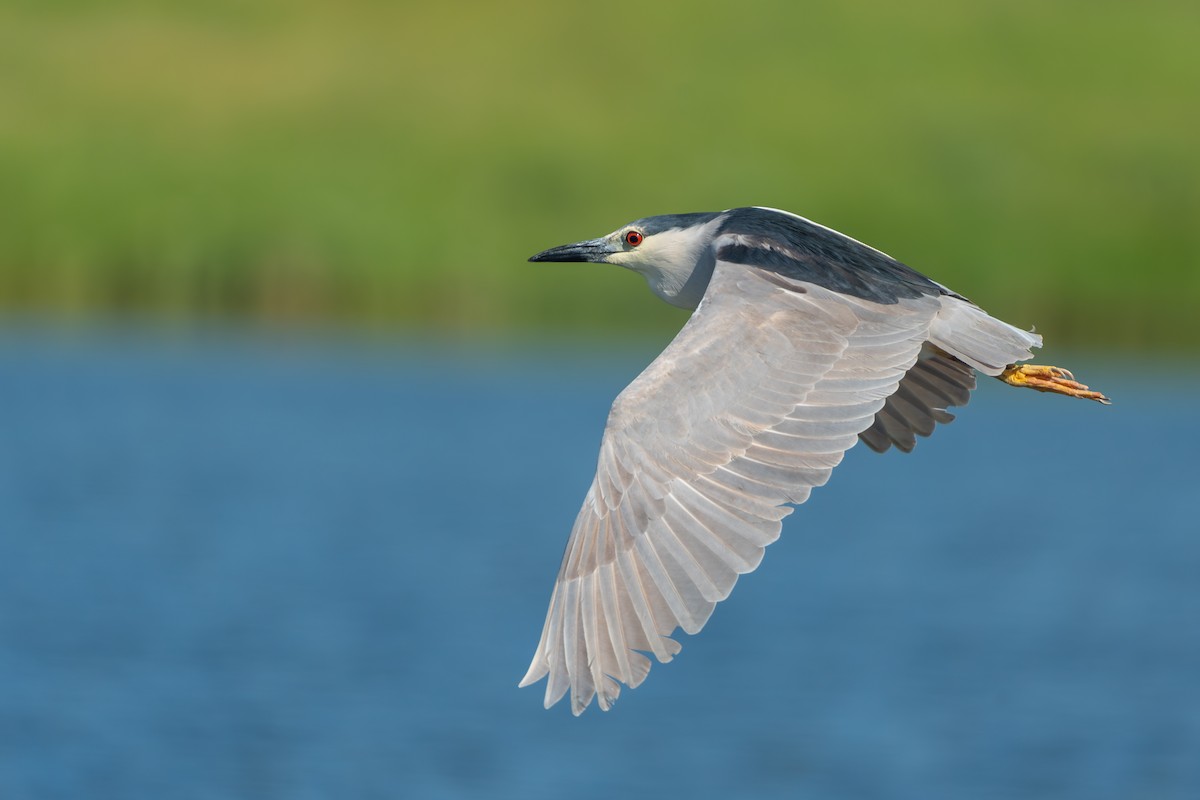 Black-crowned Night Heron - ML620624690