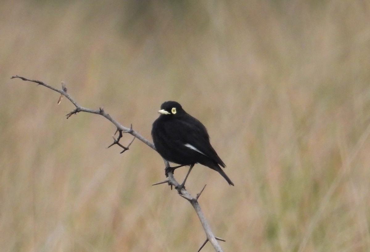 Spectacled Tyrant - ML620624695