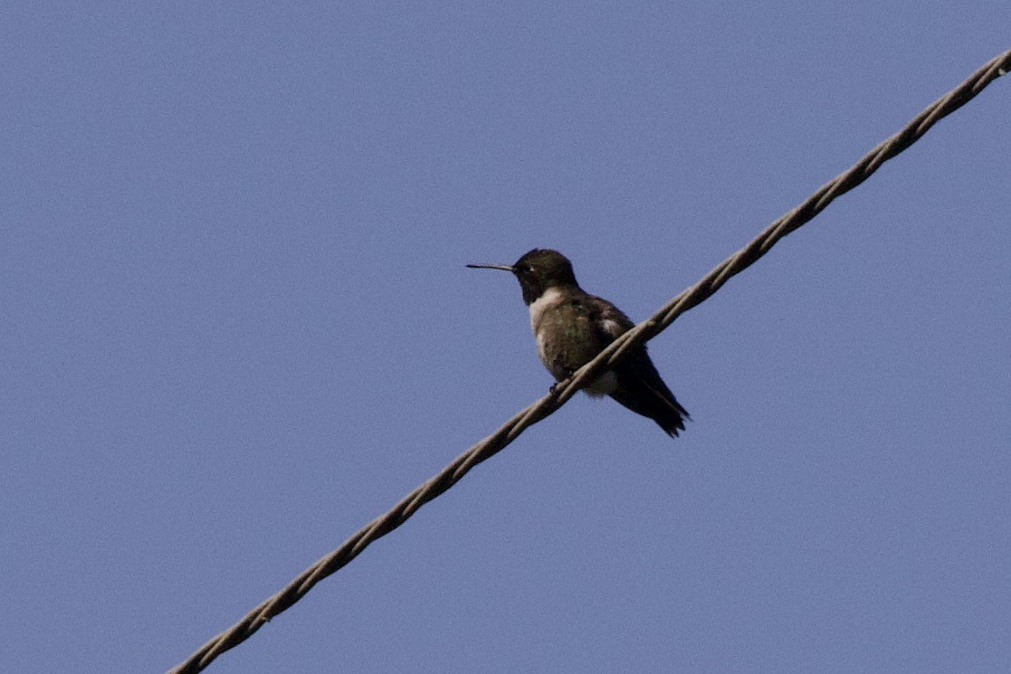 Black-chinned Hummingbird - John Bruin