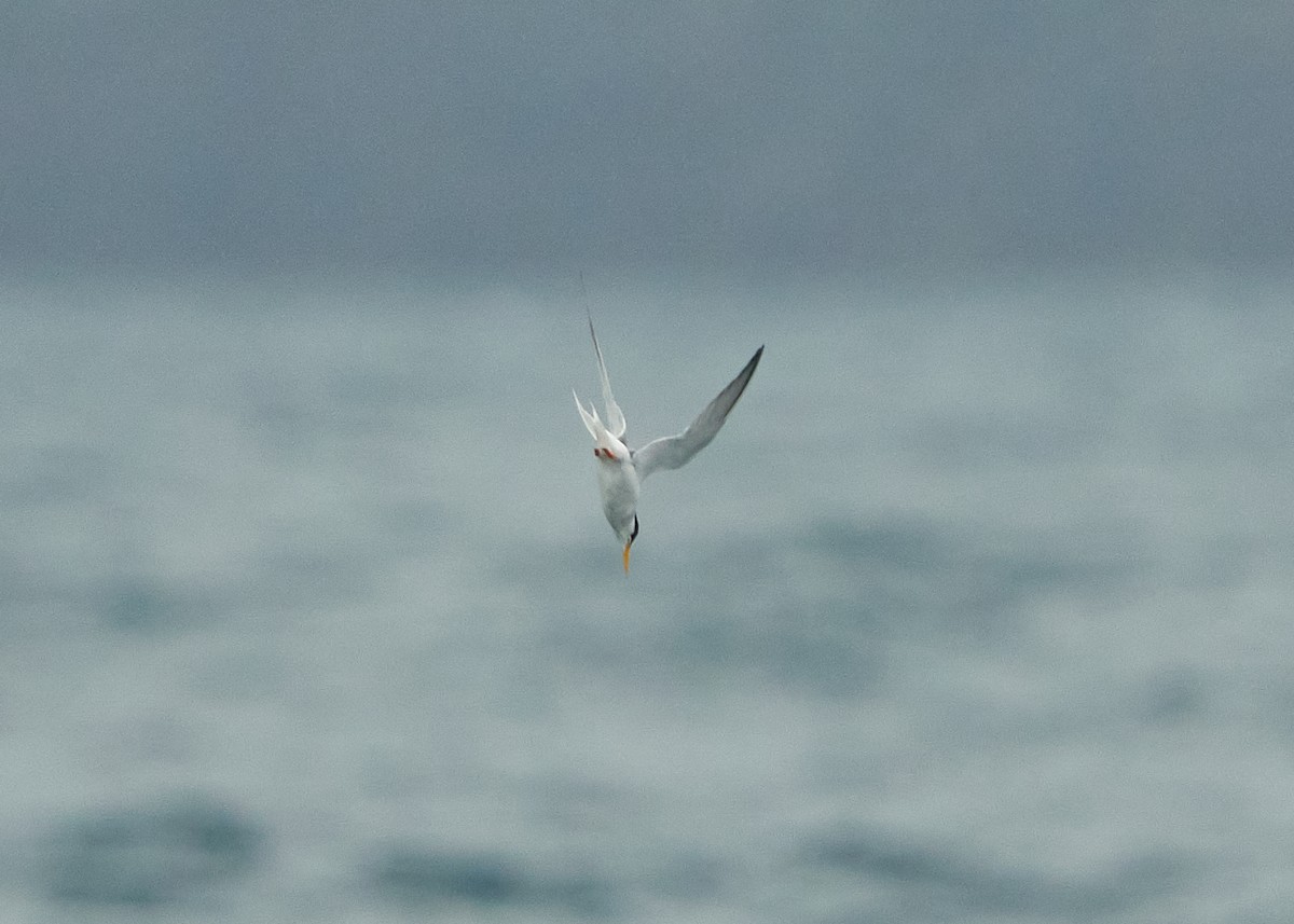 Little Tern - ML620624697