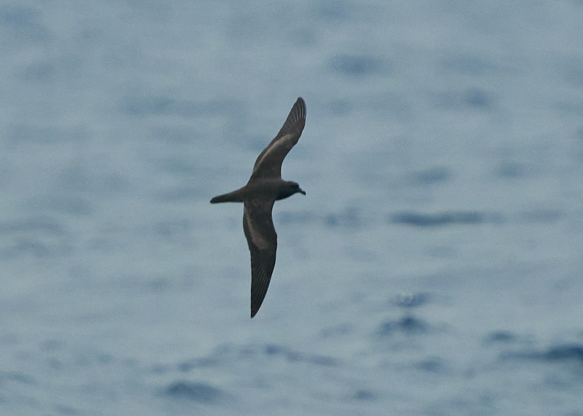 Bulwer's Petrel - ML620624704