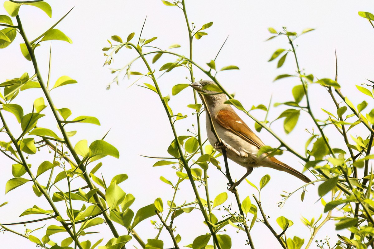 Northern Gray-headed Sparrow - ML620624705