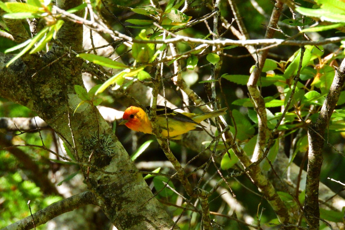 Western Tanager - ML620624709