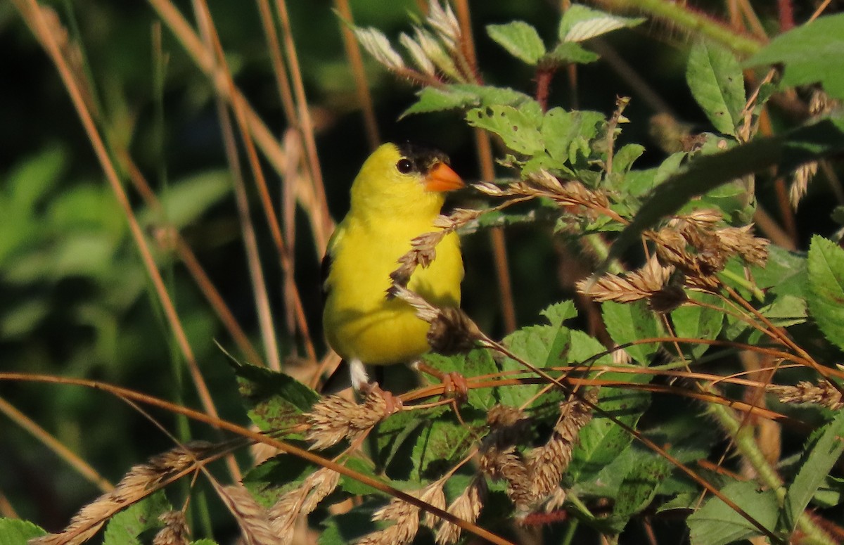 Chardonneret jaune - ML620624710