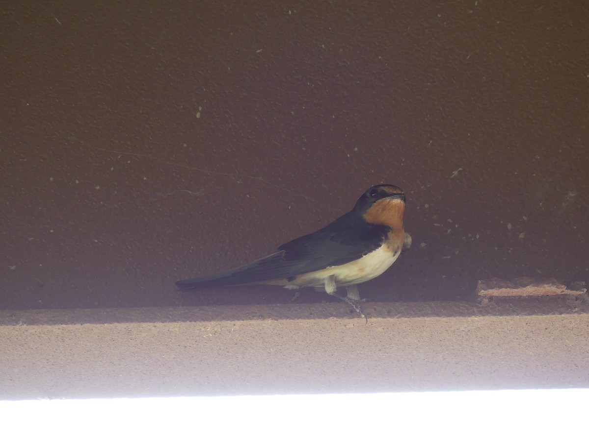 Barn Swallow - ML620624713