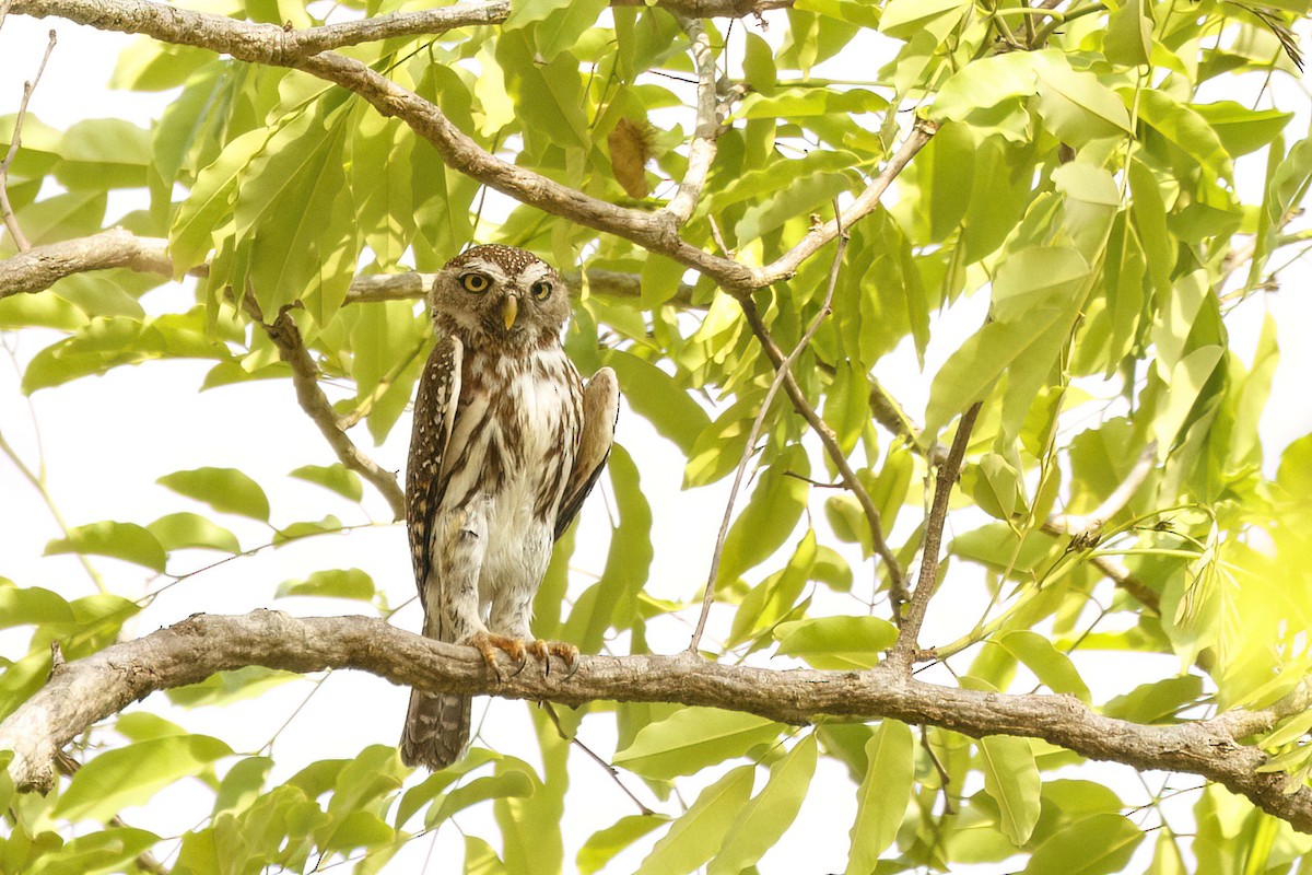 Pearl-spotted Owlet - ML620624714