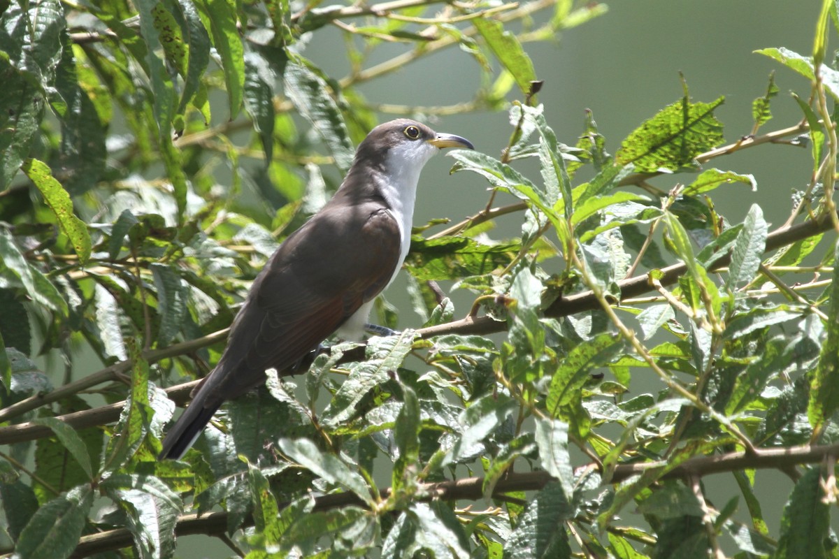 Yellow-billed Cuckoo - ML620624717