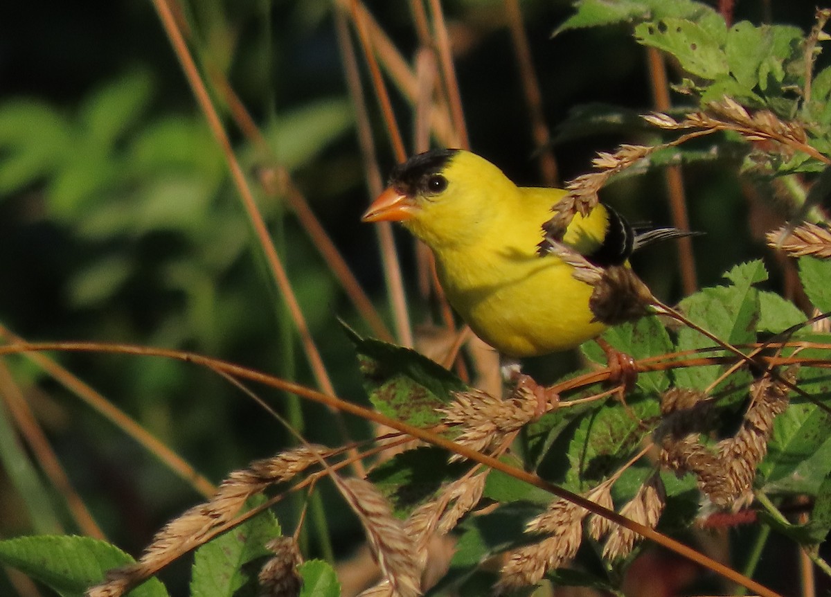 オウゴンヒワ - ML620624721