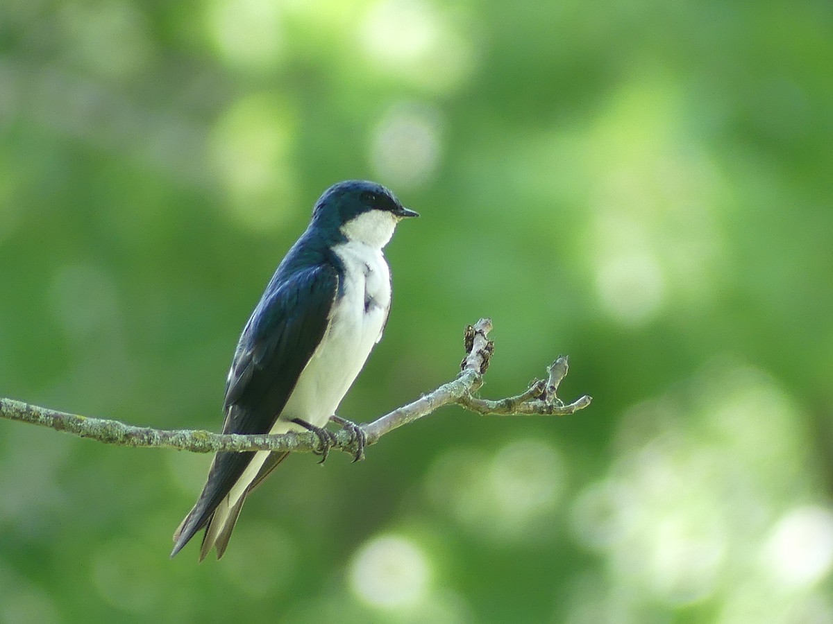 Tree Swallow - ML620624722