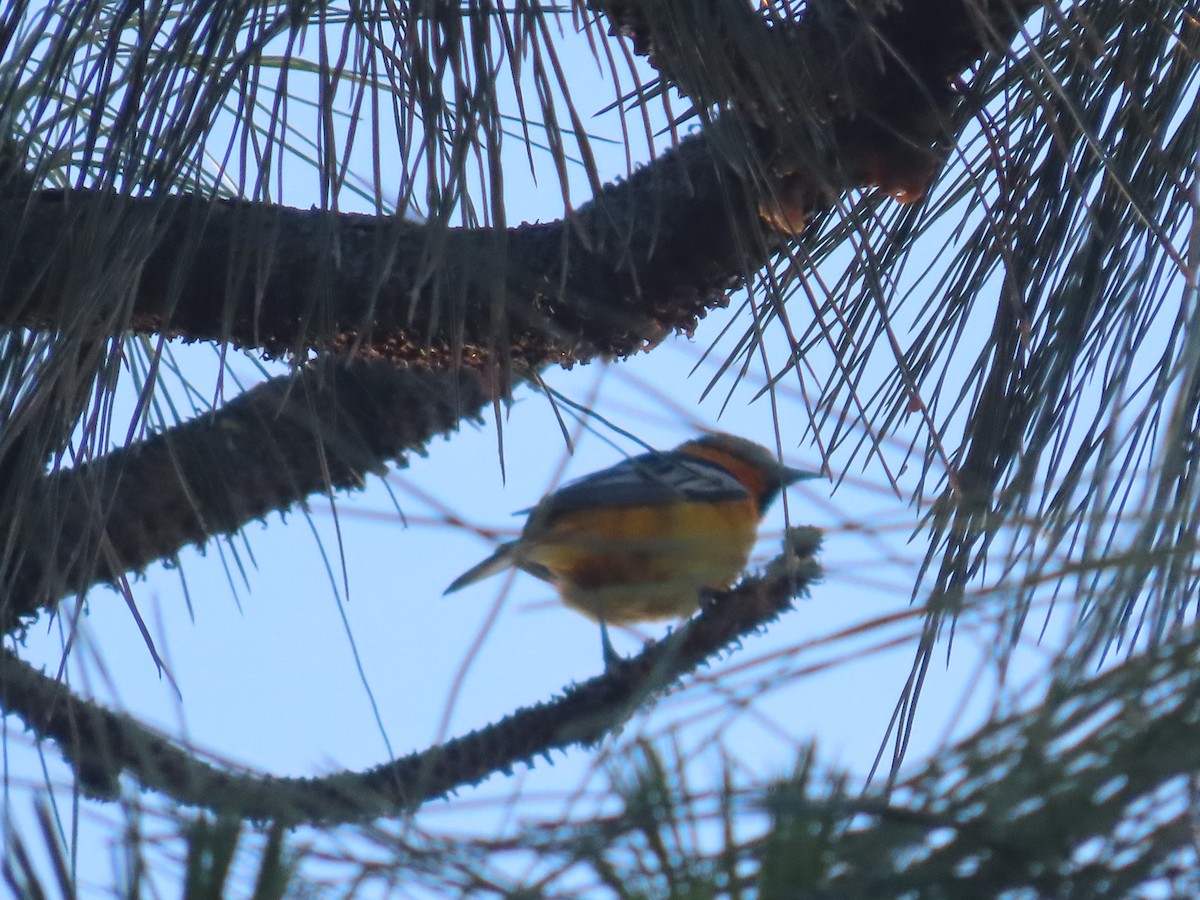 Bullock's Oriole - ML620624726