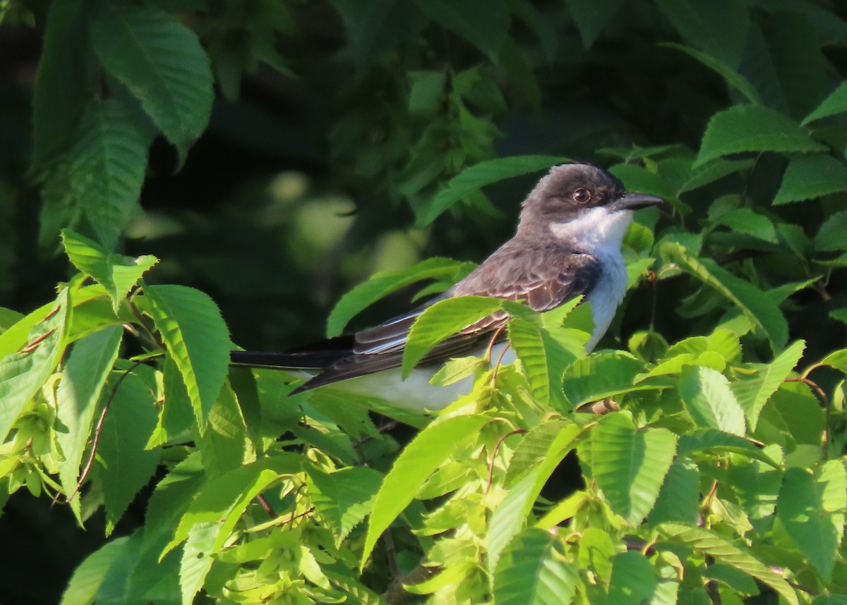 Eastern Kingbird - ML620624728