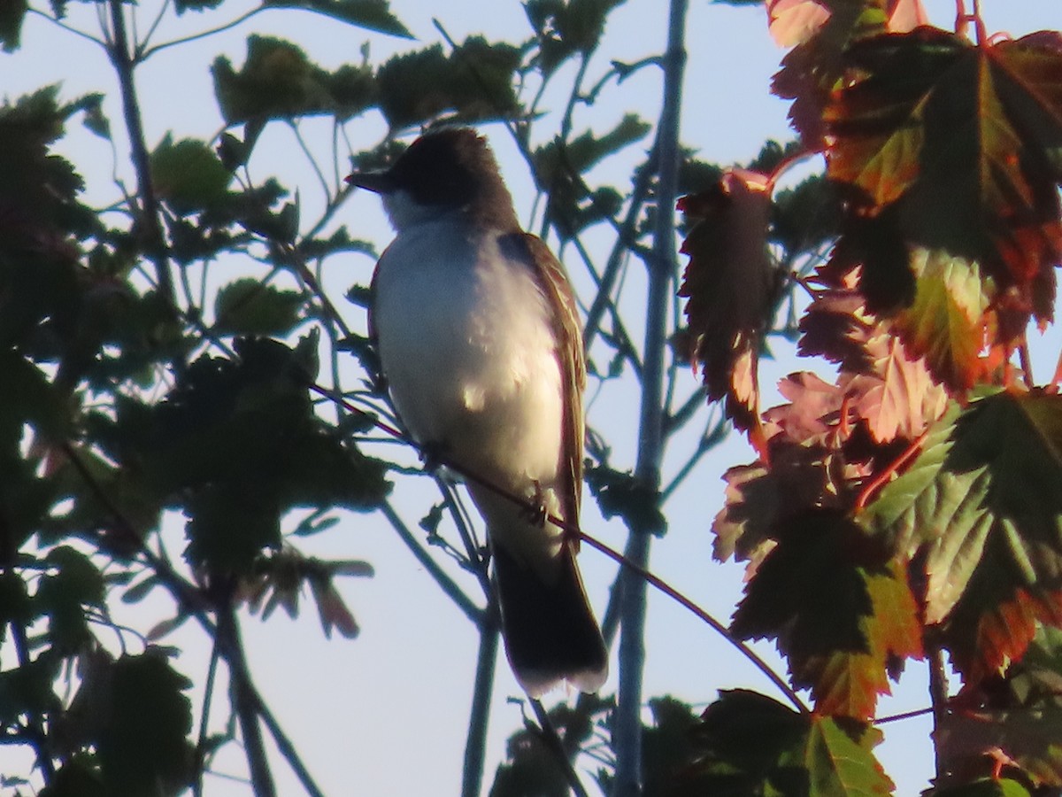 Eastern Kingbird - ML620624729