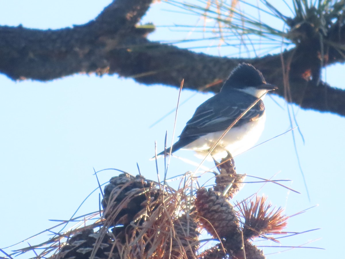 Eastern Kingbird - ML620624730