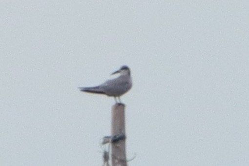 Common Tern - ML620624731